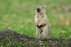Prairie Dog Stock Photo