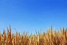 Dry Grass Background Stock Photography