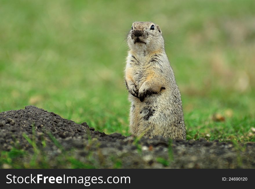 Prairie dog digging his burrow