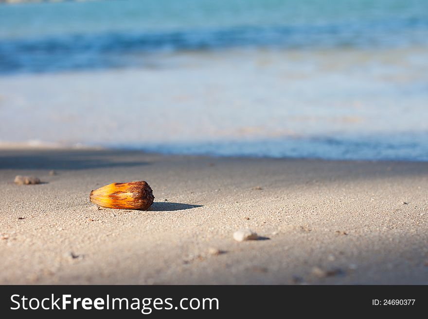 Nut bathed in morning sun on a tropical beach. Nut bathed in morning sun on a tropical beach