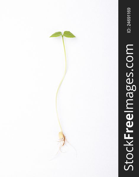 Isolated Young Plant Seedling With Roots