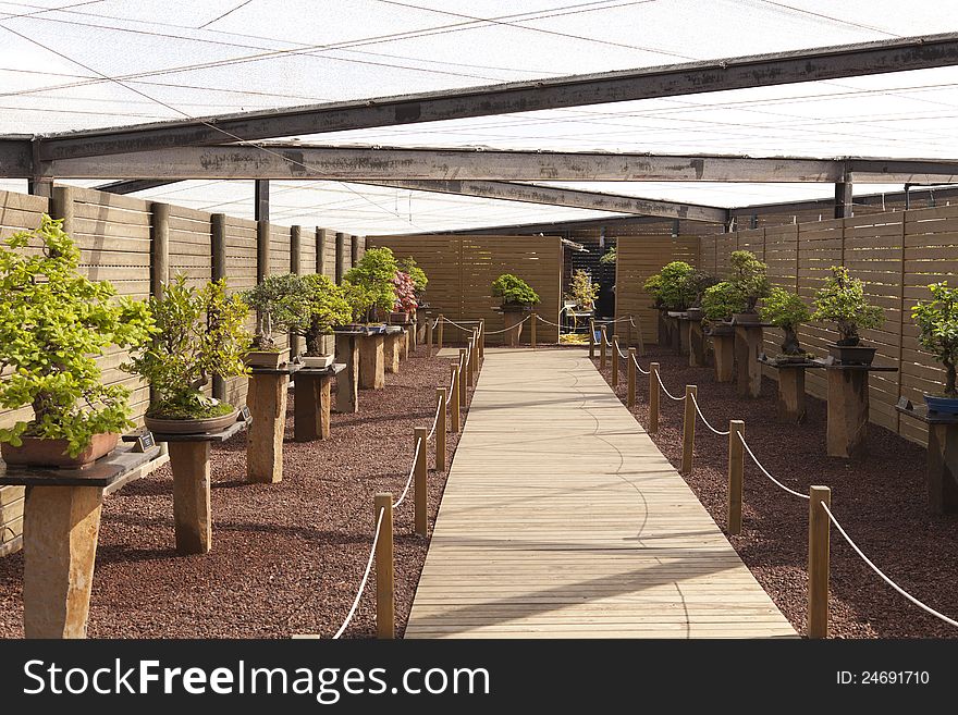 Bonsai Exhibition