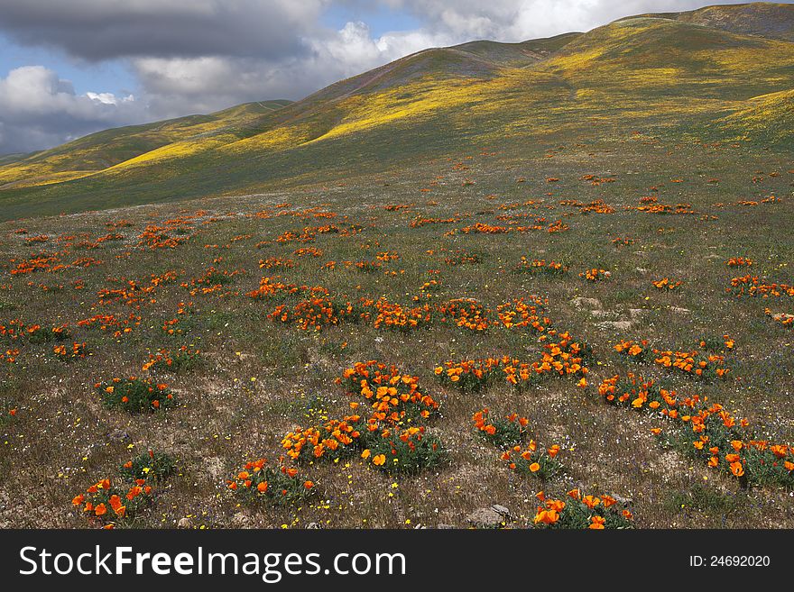 Wild Flowers and Hills in Southern California in Spring