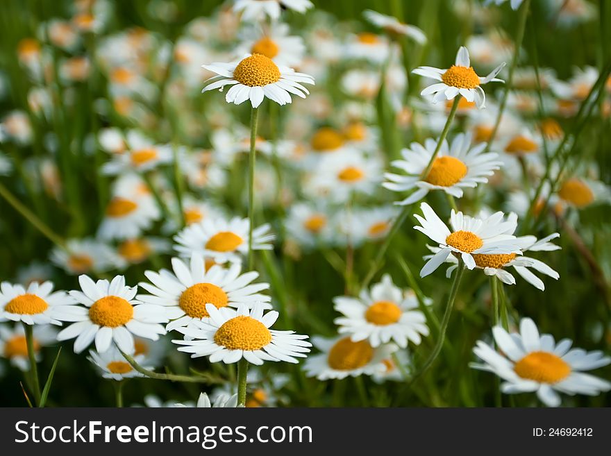 Beautiful flowering Daisies on meadow