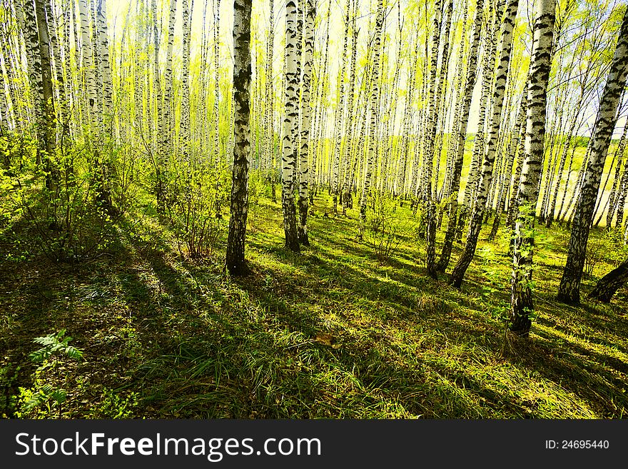 Birch forest in sunlight in the morning. Birch forest in sunlight in the morning