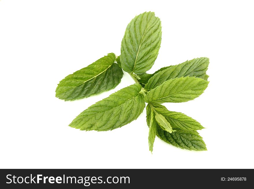 Green Mint isolated on white background.