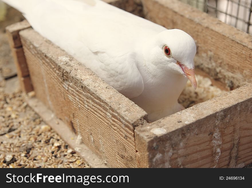 White dove in the nest brooding its egg.