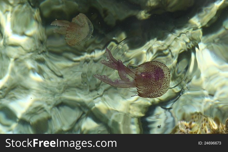 Two jelly fish in nice exotic water