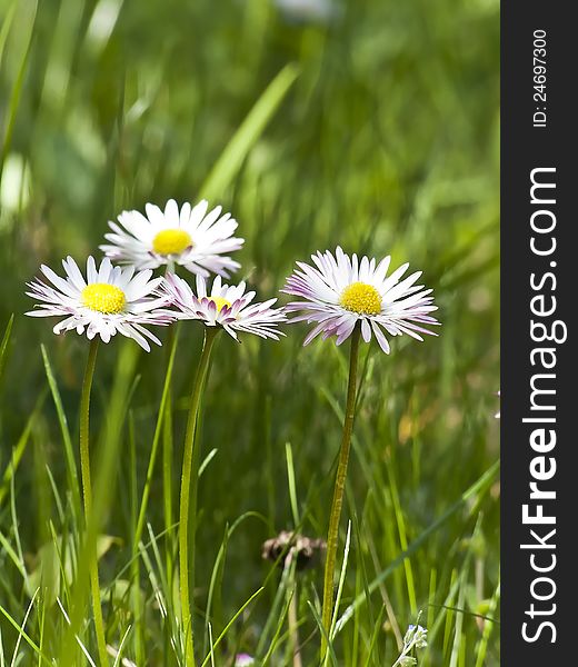 Small daisies, while arrows in the morning sun. Small daisies, while arrows in the morning sun