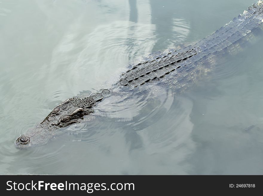 Crocodiles in the water, Dangerous animal