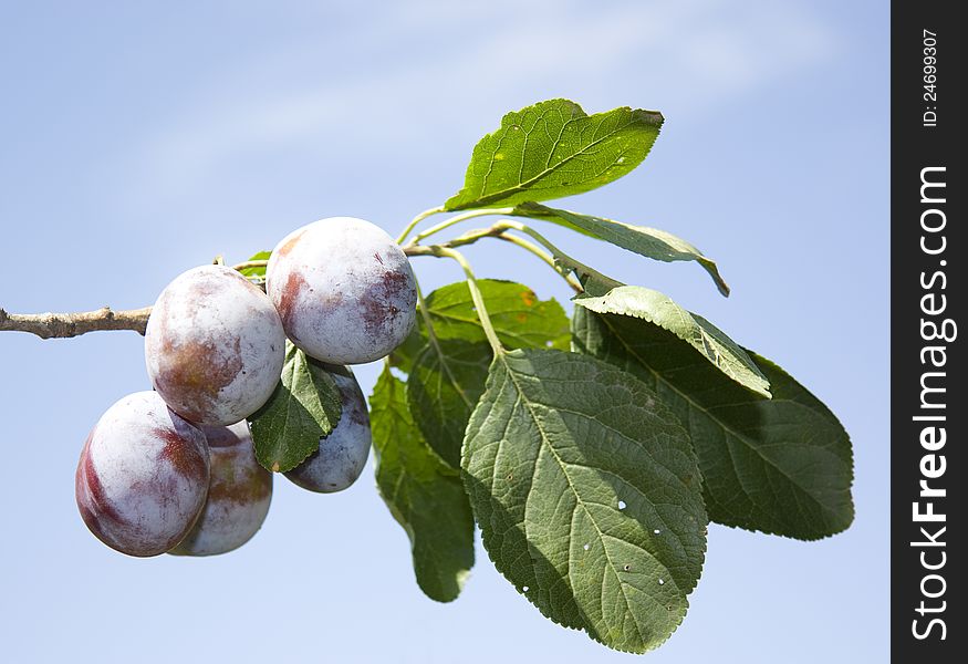 Plenty of purple plums on branch