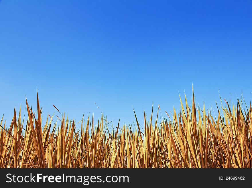 Image of dry grass background
