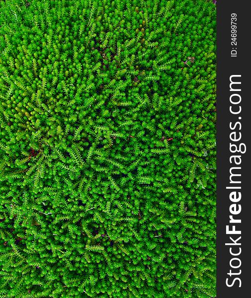 Fresh Green moss detailed texture. Fresh Green moss detailed texture