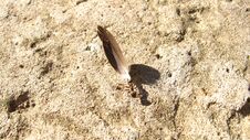 A Small Ant Drags A Large Bird Feather Royalty Free Stock Photo