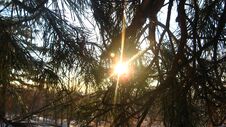 Evening Sun Shines Through The Needles Of The Pine-tree Royalty Free Stock Photos