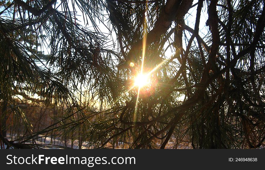 Evening sun shines through the needles of the pine-tree