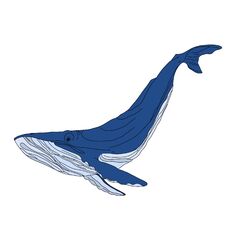 Blue Whale, Illustration Isolated On A White Background Stock Image