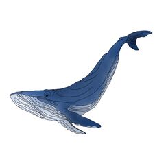 Blue Whale, Illustration Isolated On A White Background Stock Images