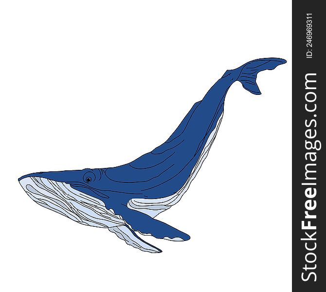 Blue whale, illustration isolated on a white background