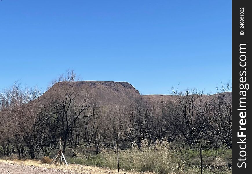 Desert hill in the spring. new Mexico.
