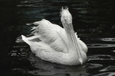 Pelican Portrait Royalty Free Stock Photo Pelican Portrait Royalty Free Stock Photo