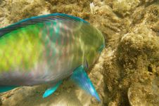 Fish And Coral Stock Images Fish And Coral Stock Images