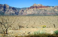 Red Rock Canyon Plant Life Royalty Free Stock Photo Red Rock Canyon Plant Life Royalty Free Stock Photo
