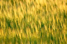 Ear Wheat Stock Photos Ear Wheat Stock Photos