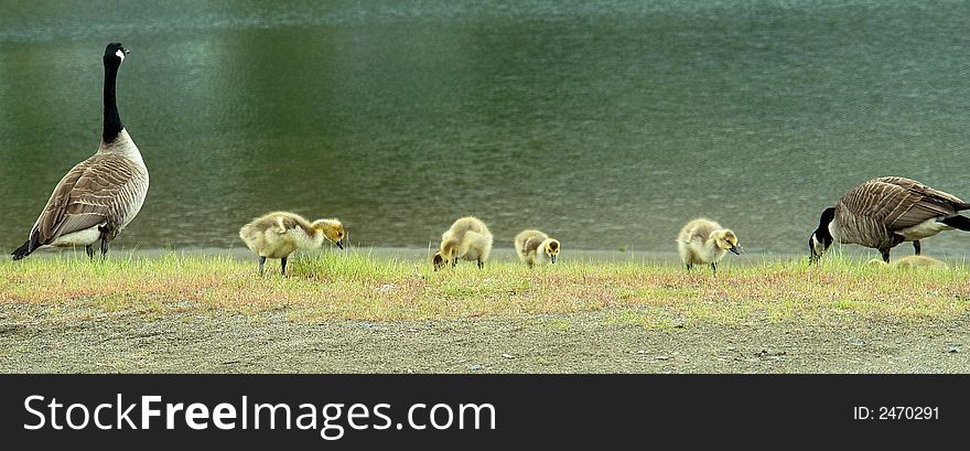Family of canadian geese at Harrison Hot Springs, BC