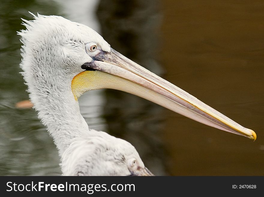 Big gray pelikan portret close up