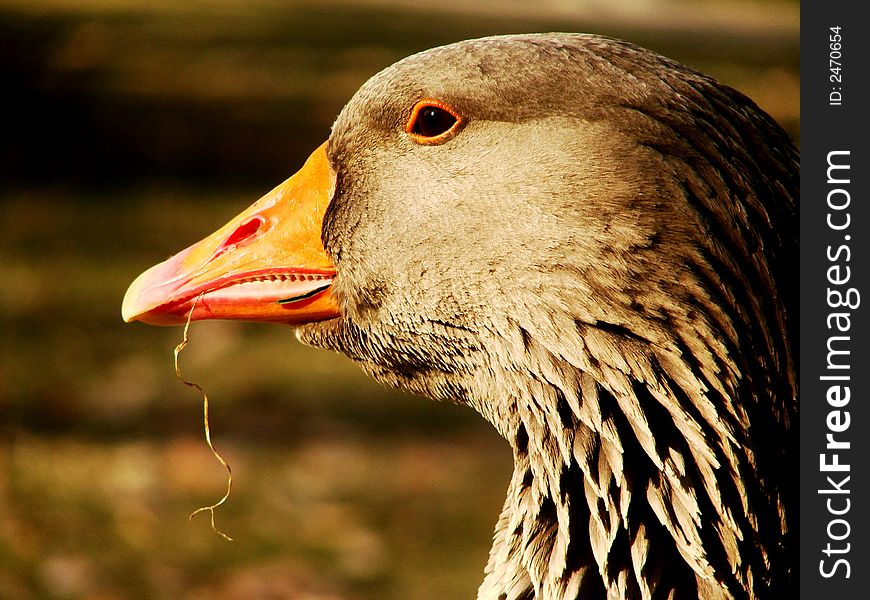 I caught this goose right after feeding on some grass. I caught this goose right after feeding on some grass