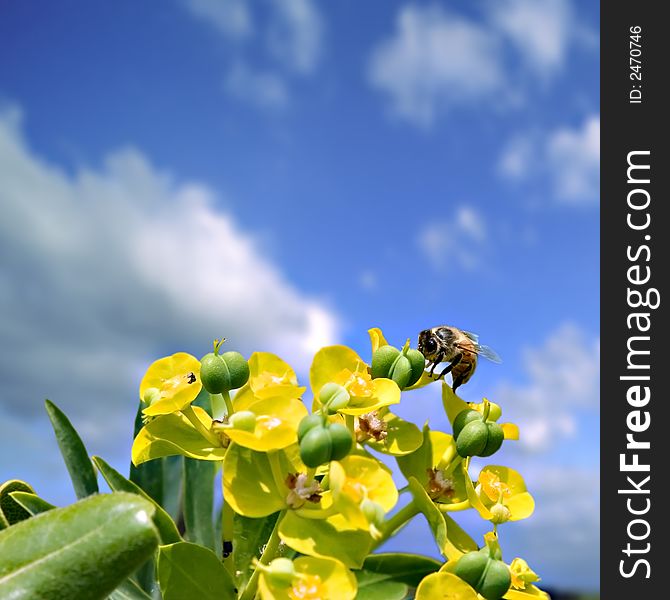 Macro of o bee on yellow flower with blue sky on background. Macro of o bee on yellow flower with blue sky on background