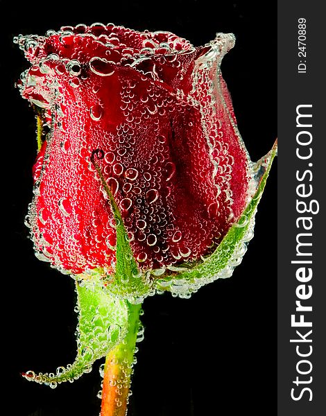 Red rose close up with air bubbles on black background. Red rose close up with air bubbles on black background