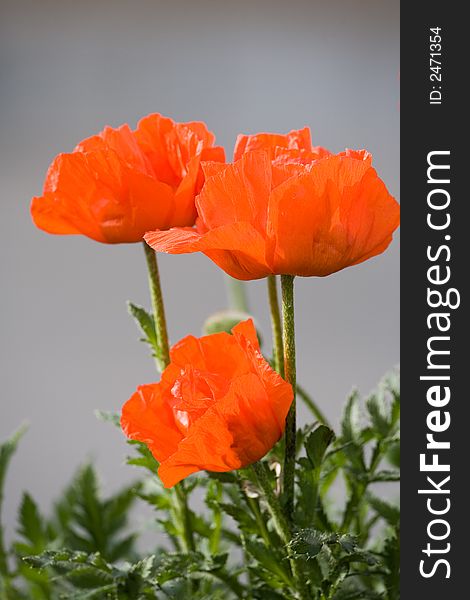 Just three kitschy red poppies. Grey background is blurred.