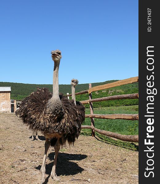 Young ostriches on a farm