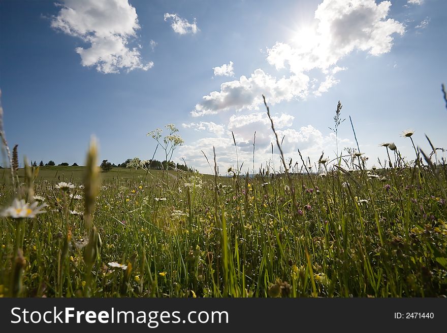 Springtime! Blue Sky & Meadow