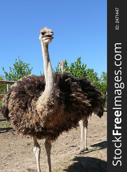 Young ostriches on a farm. ostriches, birds, animals, feathers