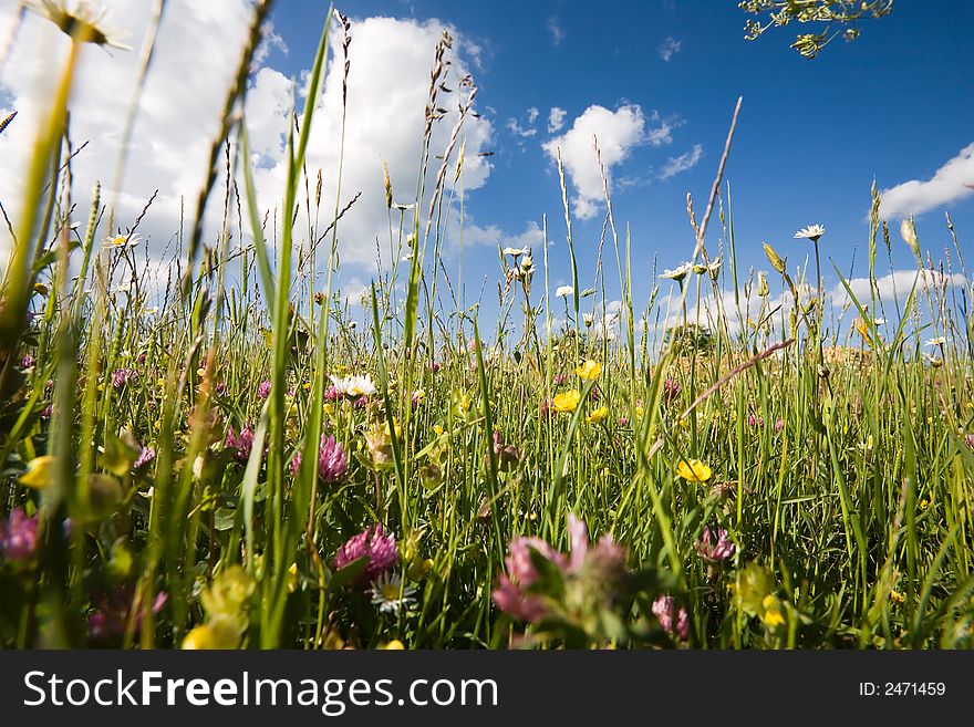 In the open countryside with grass, flowers, daisyflowers and so on. Deep blue sky with white clouds. Very low Position with extreme wideanglelens. Springtime!. In the open countryside with grass, flowers, daisyflowers and so on. Deep blue sky with white clouds. Very low Position with extreme wideanglelens. Springtime!