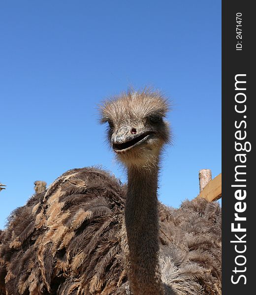 Young ostriches on a farm. ostriches, birds, animals, feathers