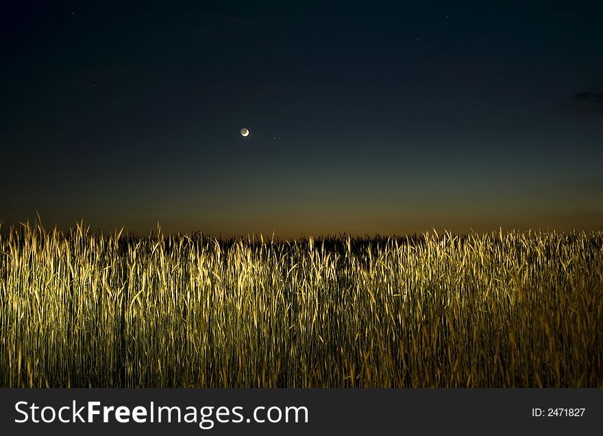 Cereals ground with moon, shoot after sunset. Cereals ground with moon, shoot after sunset