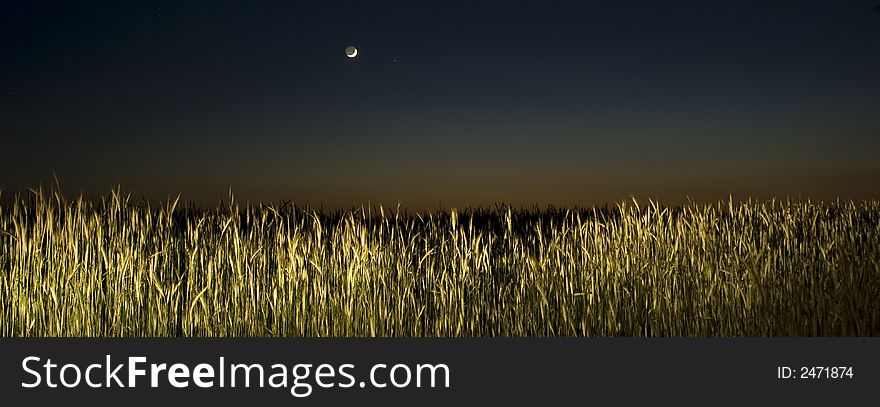 Cereals ground with moon,  after sunset. Cereals ground with moon,  after sunset