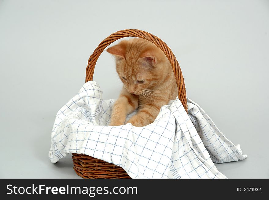 Kitten and basket