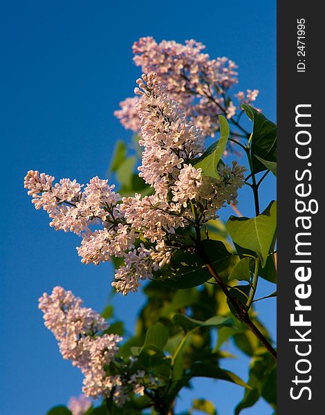 Blooming purple lilac against blue sky