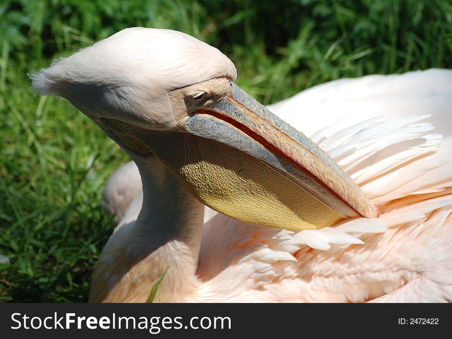 Animals in the Prag zoo. Animals in the Prag zoo