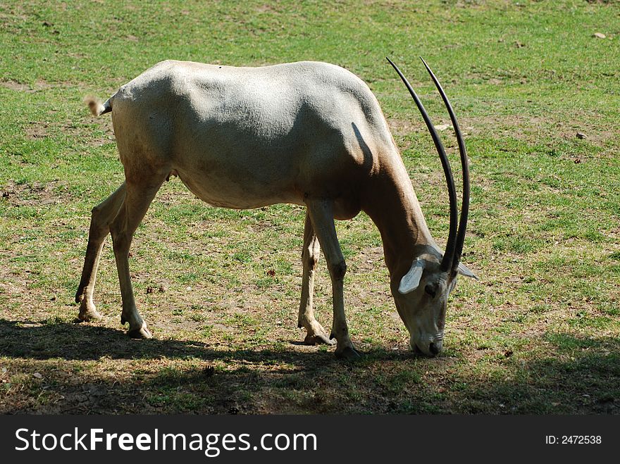 Animals in the Prag zoo. Animals in the Prag zoo