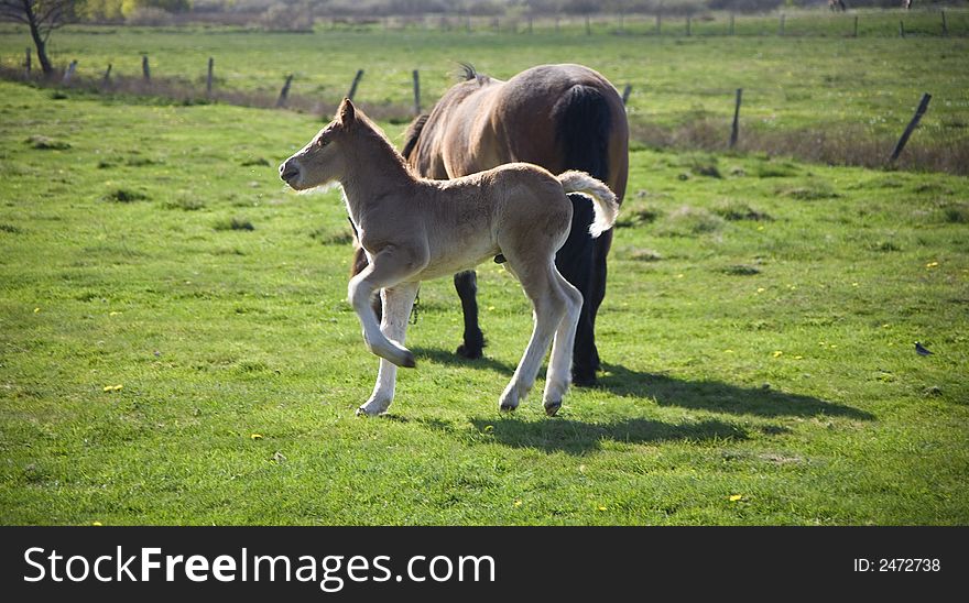 Horse whit youth colt on green grass