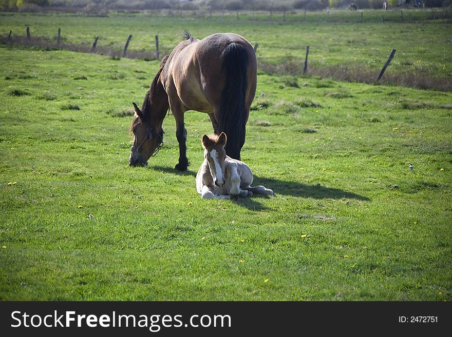 Horse whit youth colt on green grass