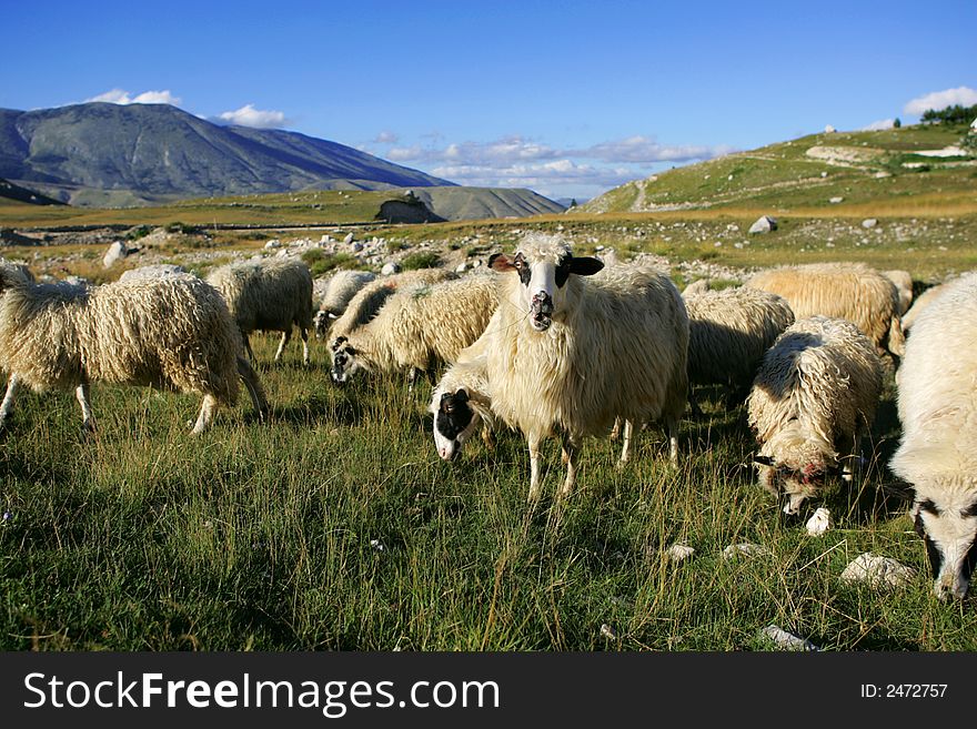 Sheep on pasture on a green meadow at springtime