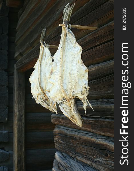 Dried fish hanging on wall of hunters lodge