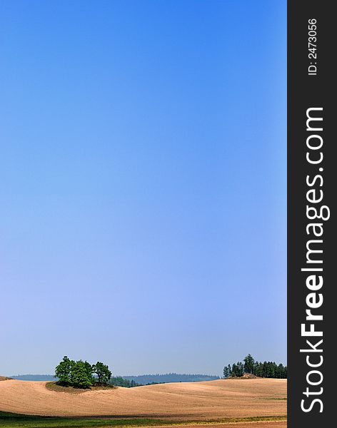 green conifer trees growing on the sandy hill on the forest landscape on blue sky . green conifer trees growing on the sandy hill on the forest landscape on blue sky